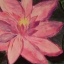 Lilja wodna Lilja wodna