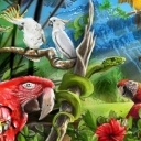 Parrot Island Parrot Island