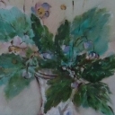 zawilec japoński zawilec japoński