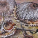 suche słoneczniki suche słoneczniki