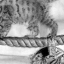 Aaa, kotki dwa... Aaa, kotki dwa...