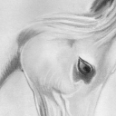 Portret konia Portret konia