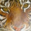 Taki se kocurek Taki se kocurek