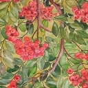 Jarzębina Jarzębina