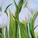 Białe tulipany Białe tulipany