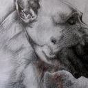 dog niemiecki dog niemiecki