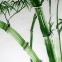 Bambus Bambus