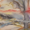 kwiat lotosu kwiat lotosu