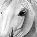 Portret konia Portret konia