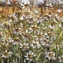 Polne rumianki Polne rumianki