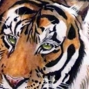 Tygrys Tygrys
