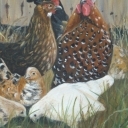 kury i liliputki kury i liliputki