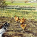 kury na polu kury na polu