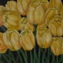 Tulipany Tulipany