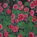 Wigierskie malwy Wigierskie malwy