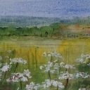 Dzikie białe kwiaty Dzikie białe kwiaty