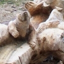 ława niedźwiadków