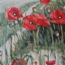 Polne maki Polne maki