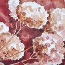 jesienne hortensje jesienne hortensje