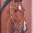 Koń Bawarski Koń Bawarski