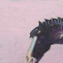 Koń cygana. Koń cygana.