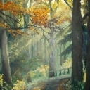 Las o brzasku Las o brzasku