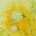 dzwoneczek dzwoneczek