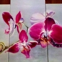 Orchidea Orchidea