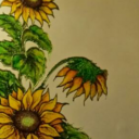 Slonecznik ..lustro Slonecznik ..lustro