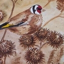 Szczygieł Szczygieł