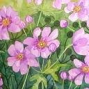 zawilce japońskie zawilce japońskie