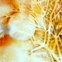 Tree of Life 2 Tree of Life 2