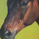 koń Małopolski koń Małopolski