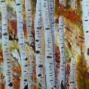 Brzozowy las Brzozowy las