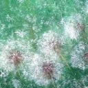 DMUCHAWCE,LATAWCE DMUCHAWCE,LATAWCE