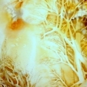 Tree of Life Tree of Life