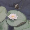 Lilie wodne Lilie wodne