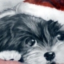 Czekam na Święta Czekam na Święta