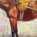 KON WIELKOPOLSKI KON WIELKOPOLSKI