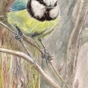 sikorka modra sikorka modra