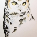 Akwarela - Sowa Akwarela - Sowa