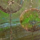 Zaczarowany lot Zaczarowany lot