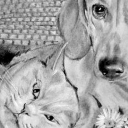 Pies i kot Pies i kot