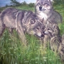 Wilcza rodzina Wilcza rodzina