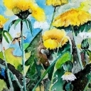 Łąka mleczu polnego Łąka mleczu polnego