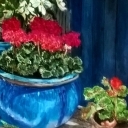 Pelargonie Pelargonie