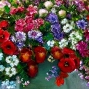 polne kwiaty polne kwiaty