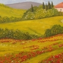 maki w toskanii maki w toskanii