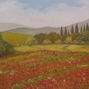 maki w toskanii 2 maki w toskanii 2