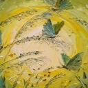 motyle w słońcu motyle w słońcu